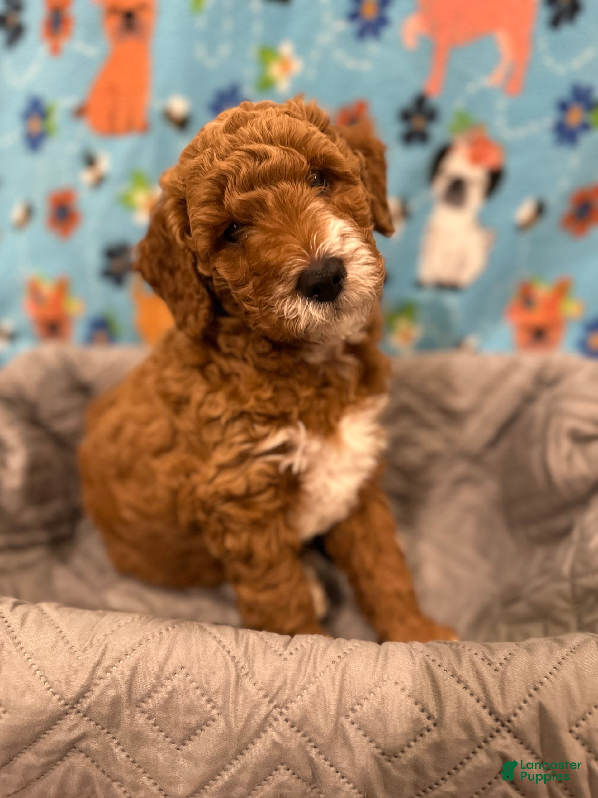 Goldendoodle dogs Milo - Ad 3