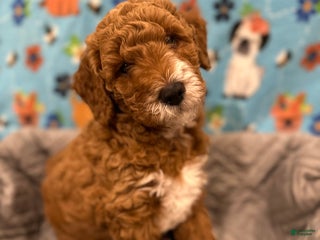 Goldendoodle dogs Milo - Ad 6