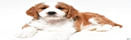 Mini Goldendoodle dogs for sale: Heidi - Ad 7