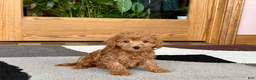 Maltipoo dogs for sale: Kyla - Ad 6
