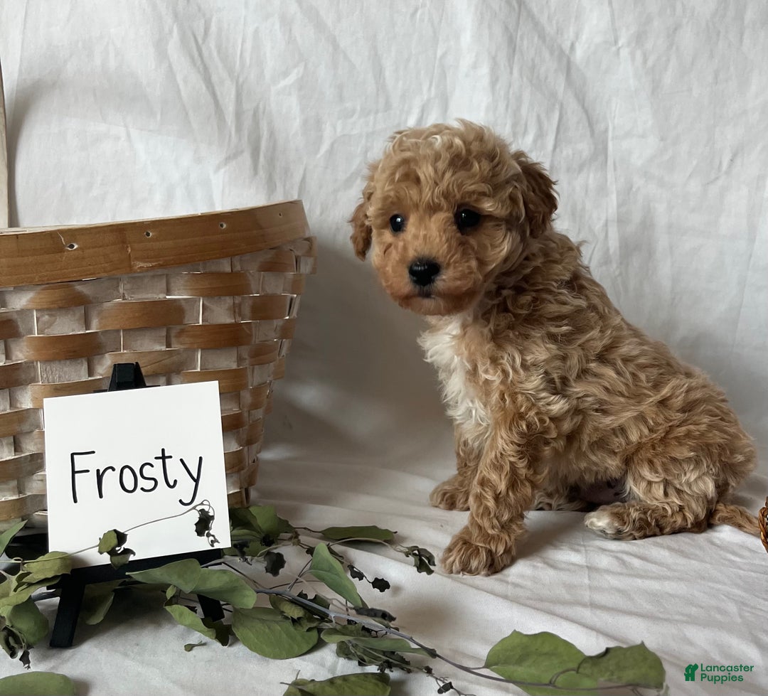 Maltipoo dogs for sale: Frosty - Ad 5