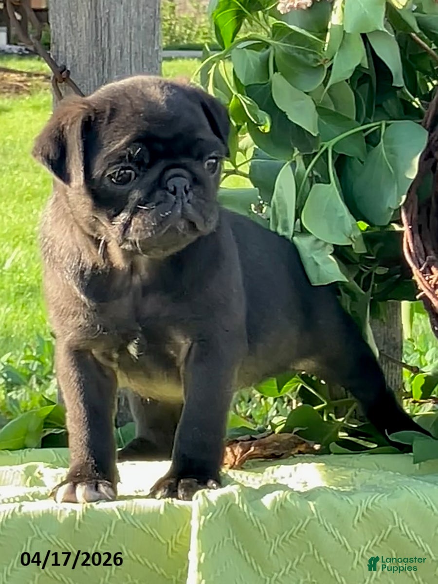 Pug dogs Lilac - Ad 2