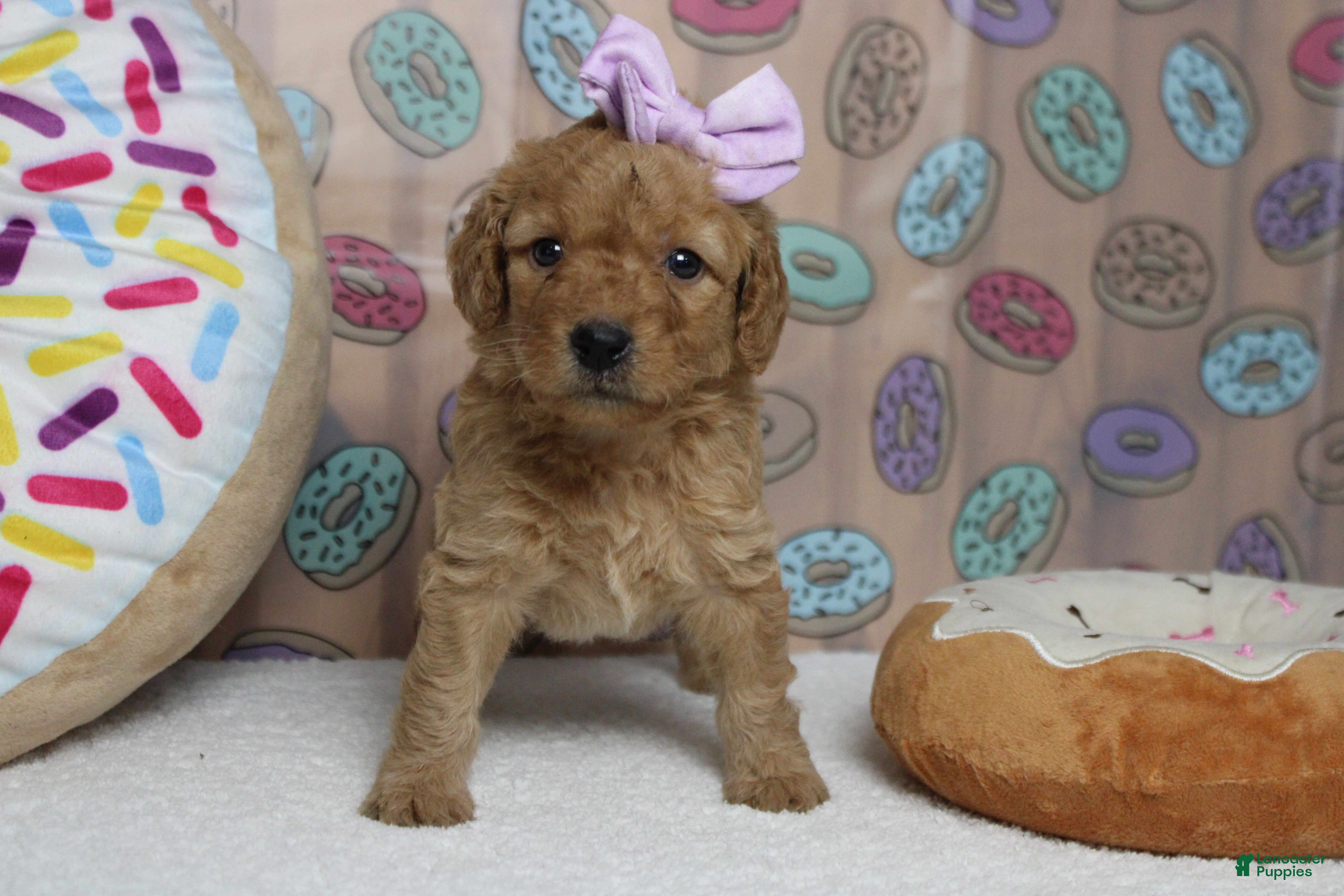 Goldendoodle dogs Pesto - Ad 35