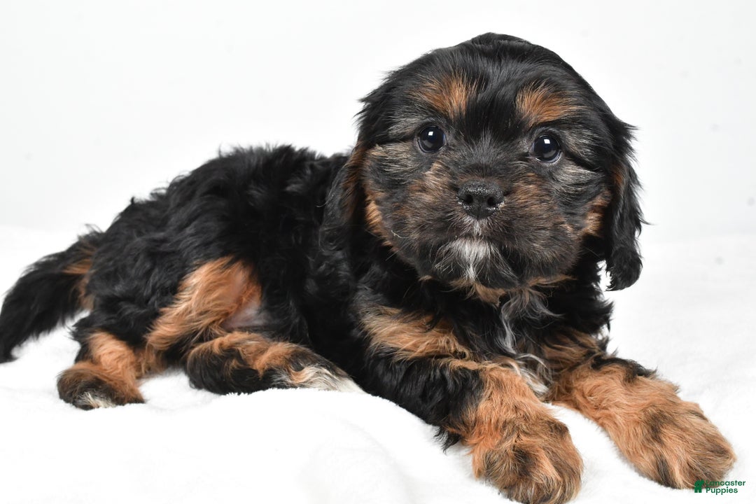 Cavapoo dogs for sale: Pudge f one b - Ad 2