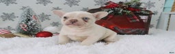 French Bulldog dogs for sale: Sheila - Ad 4