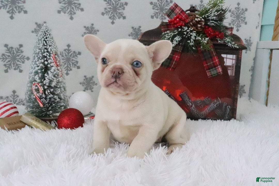 French Bulldog dogs for sale: Sheila - Ad 4