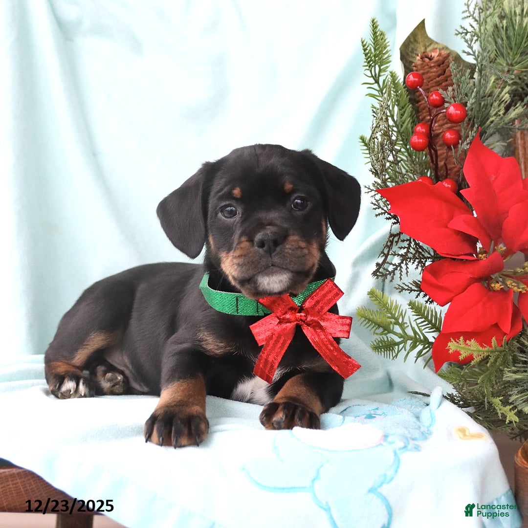 Mixed Breed dogs for sale: Andrew  - Ad 1