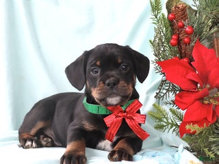 Mixed Breed dogs Andrew - Ad 25