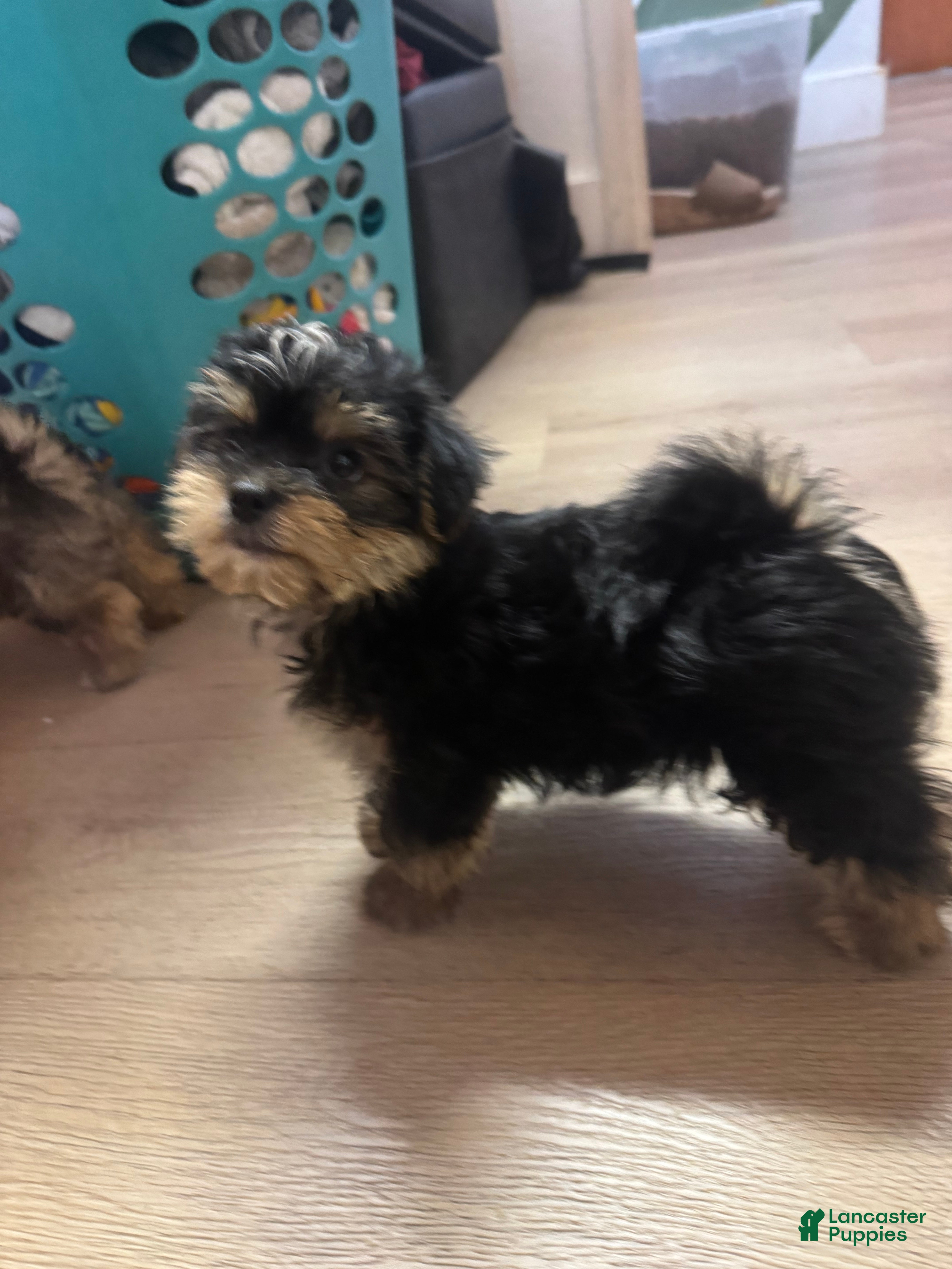 Morkie dogs Morkie 2 - Ad 2