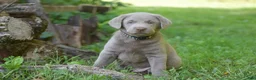 Labrador Retriever dogs for sale: Thunder - Ad 5