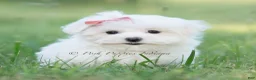 Maltese dogs for sale: Tulip - Ad 3