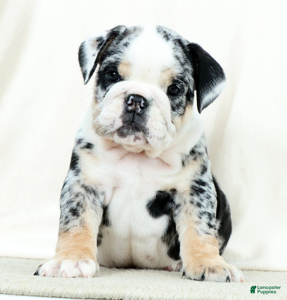English Bulldog dogs Bellarina - Ad 1
