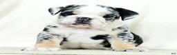 English Bulldog dogs for sale: Bellarina - Ad 1