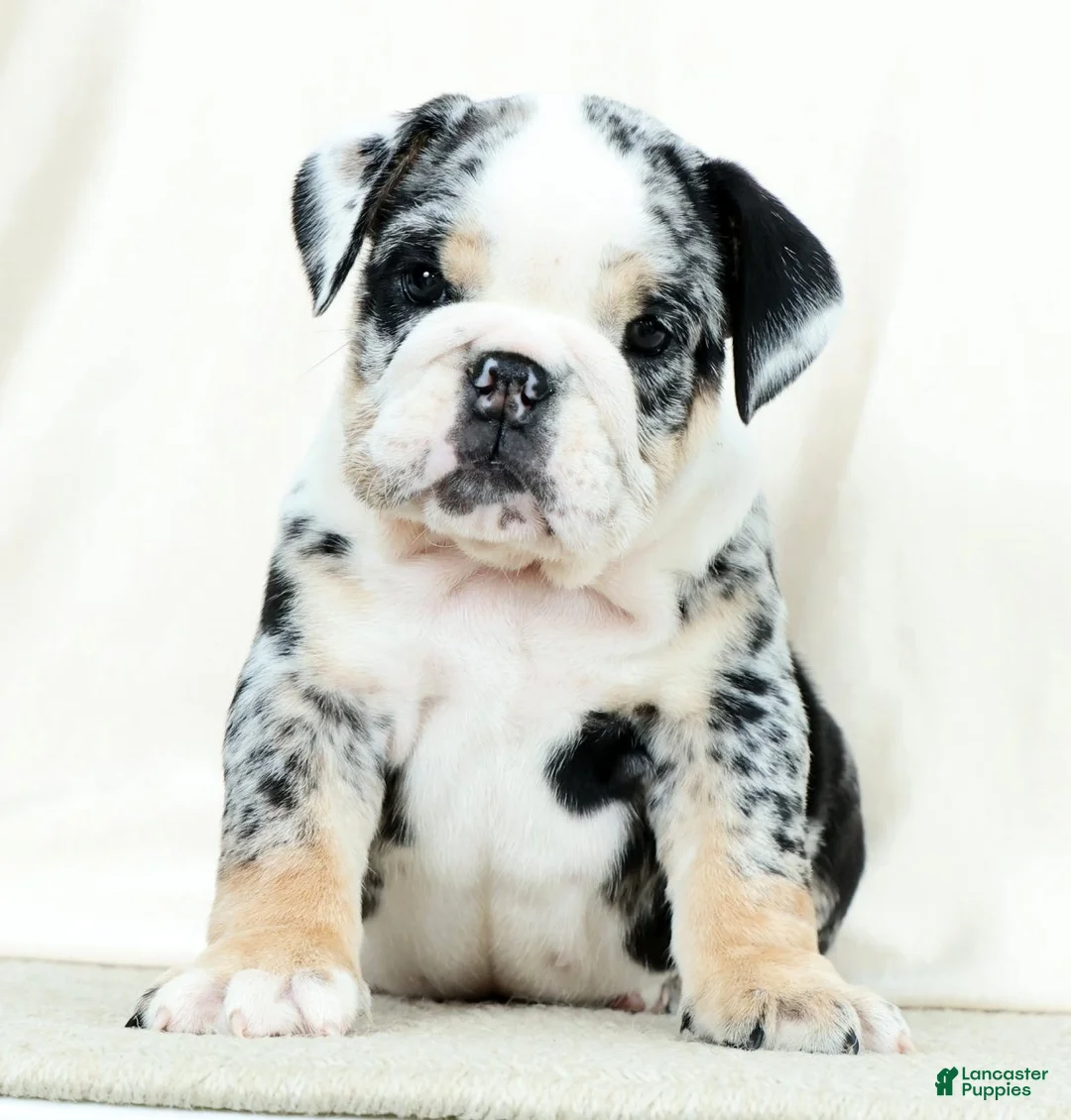 English Bulldog dogs for sale: Bellarina - Ad 1