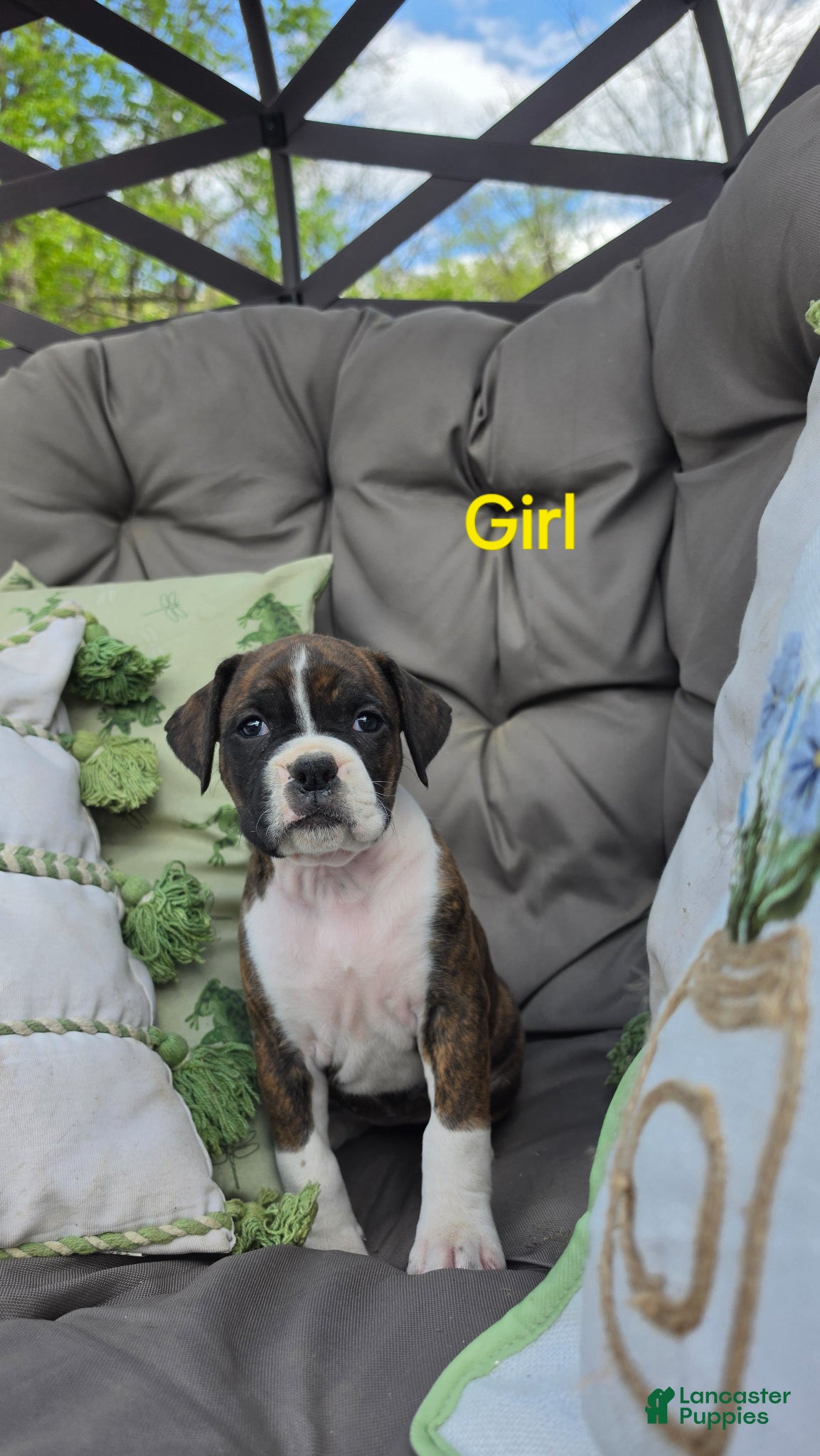 Boxer dogs for sale: Boxer Puppy 9 - Ad 2