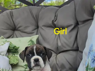 Boxer dogs for sale: Boxer Puppy 9 - Ad 2
