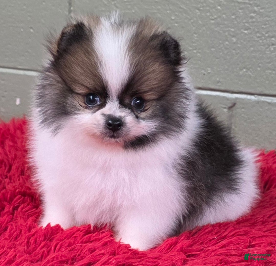 Pomeranian dogs for sale: Bits - Ad 4