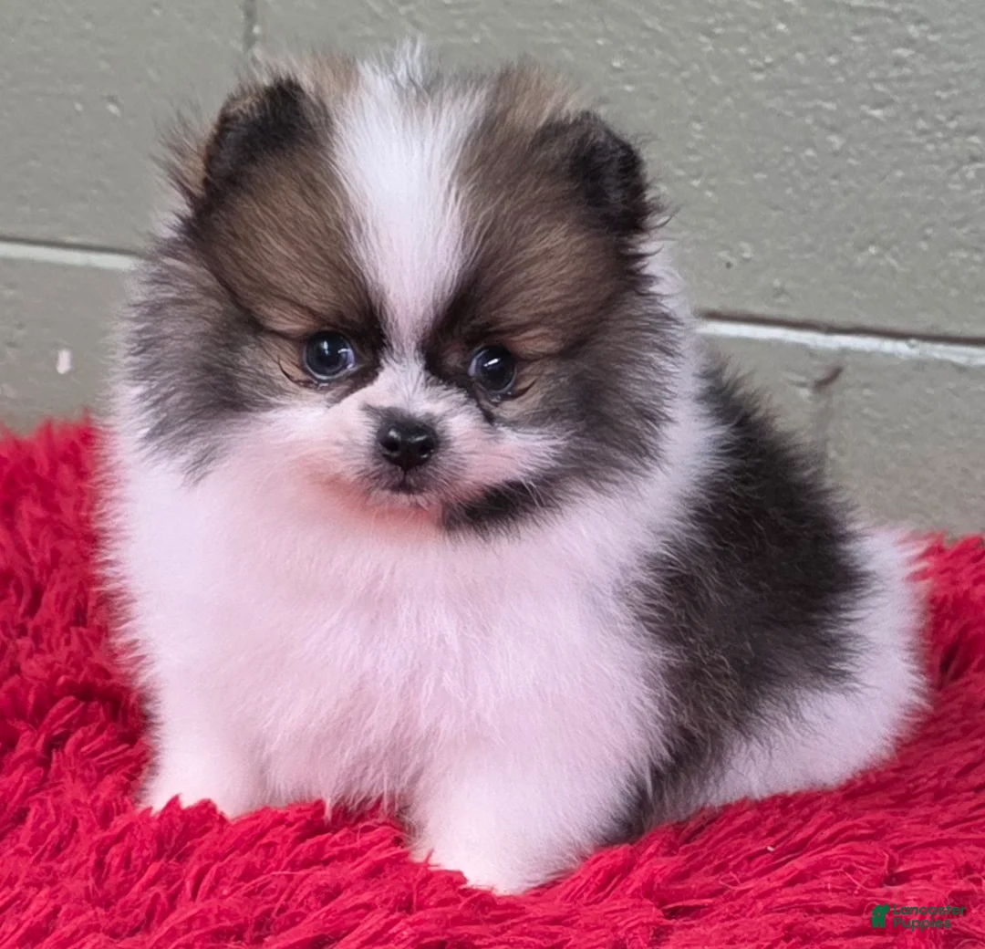 Pomeranian dogs for sale: Bits - Ad 4