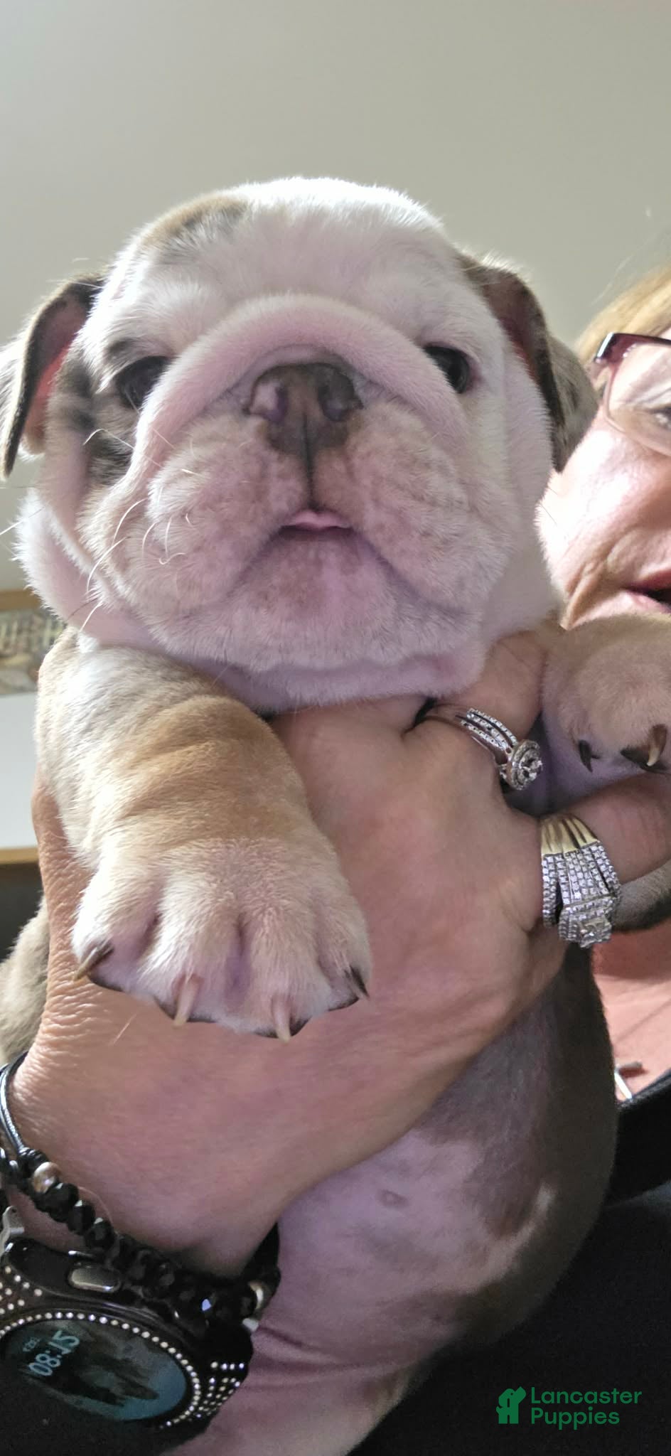 English Bulldog dogs for sale: Whiskey  - Ad 2