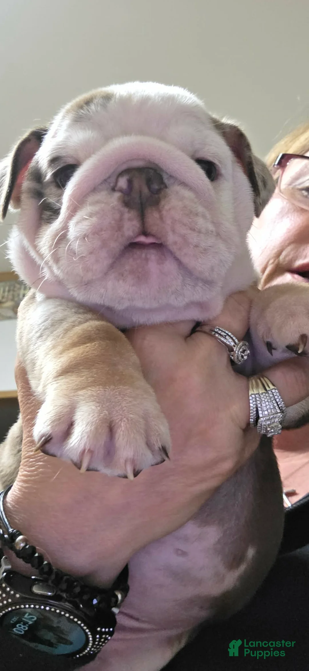 English Bulldog dogs for sale: Whiskey  - Ad 1