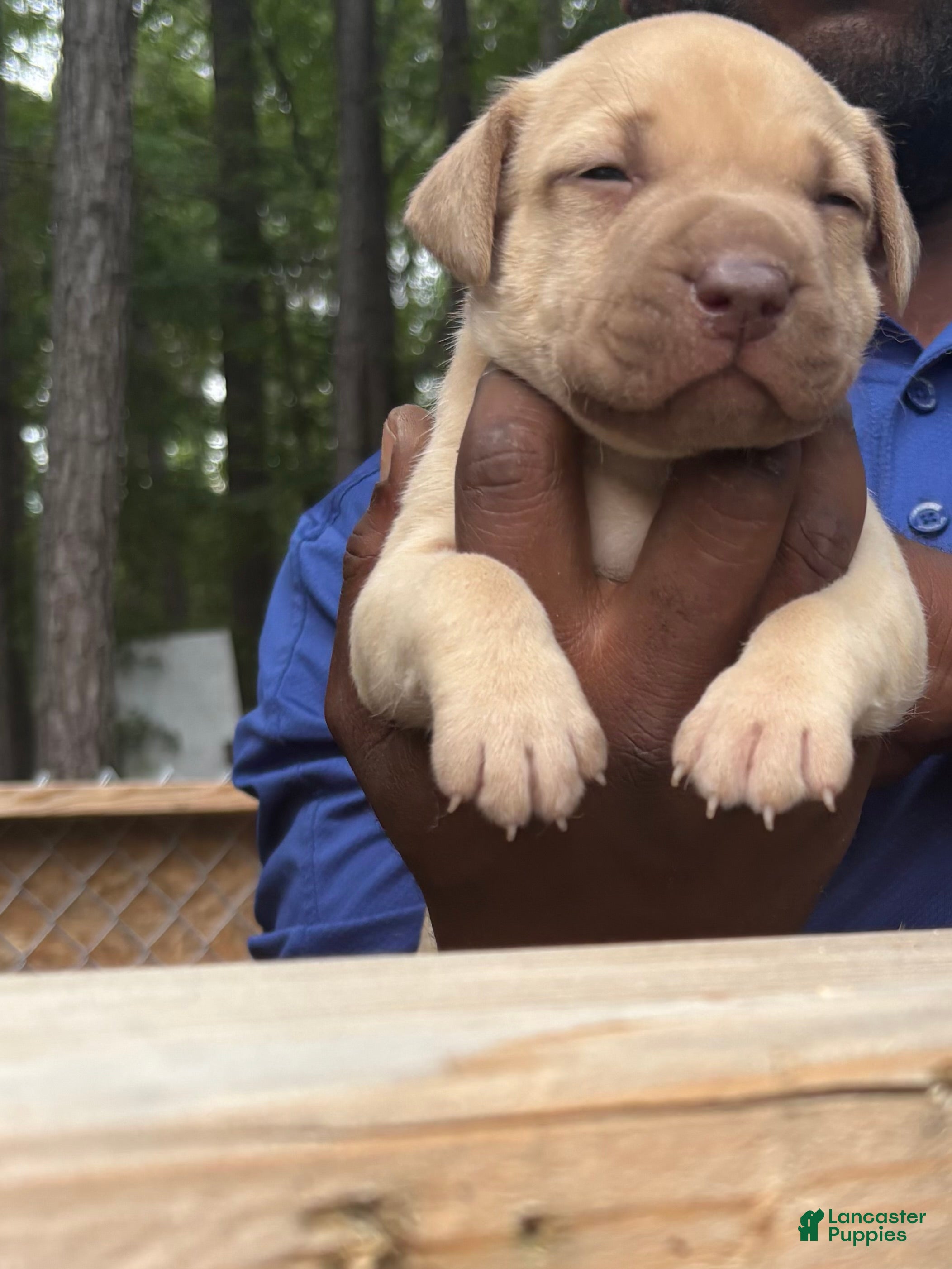 American Pit Bull Terrier dogs American Pit Bull Terrier 2 - Ad 33