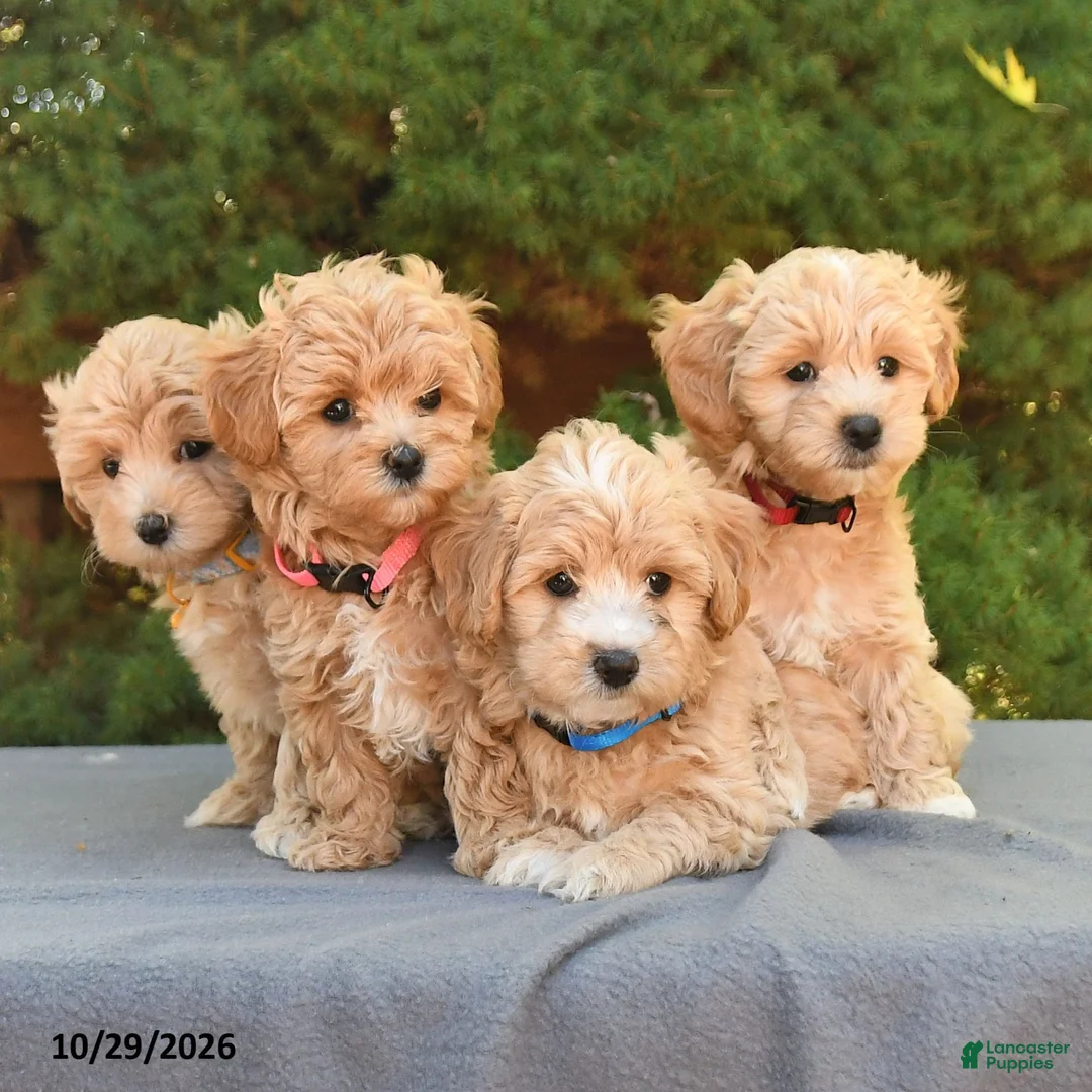Maltipoo dogs for sale: Barbie - Ad 3