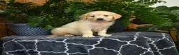 Golden Retriever dogs for sale: Hamlet - Ad 3