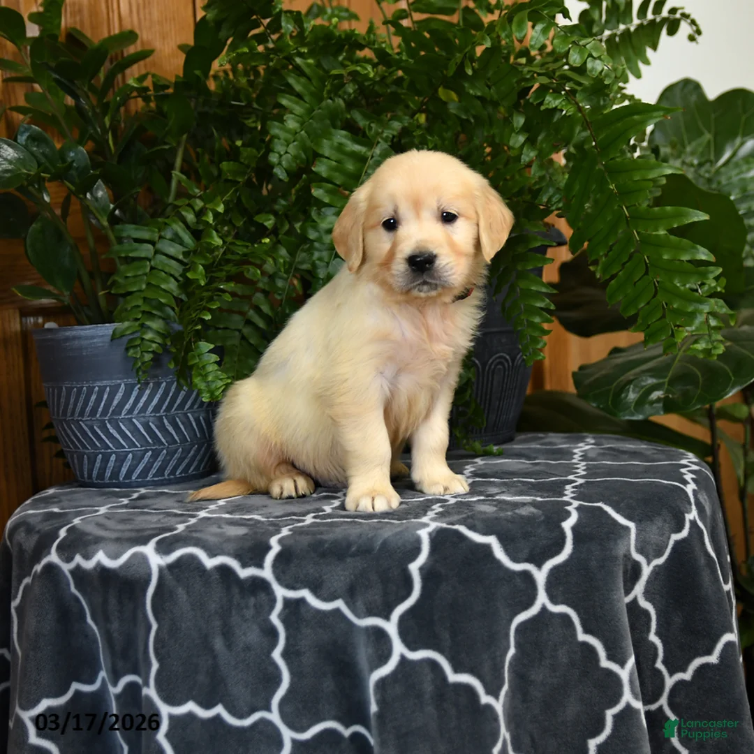 Golden Retriever dogs for sale: Hamlet - Ad 3