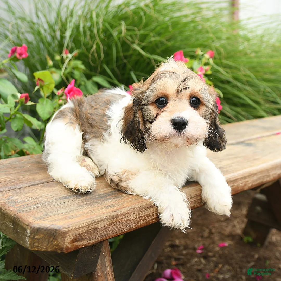 Cavachon dogs for sale: Tinker - Ad 3