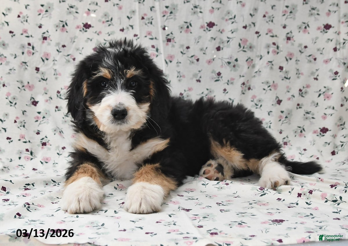 Bernedoodle dogs Sally - Ad 1