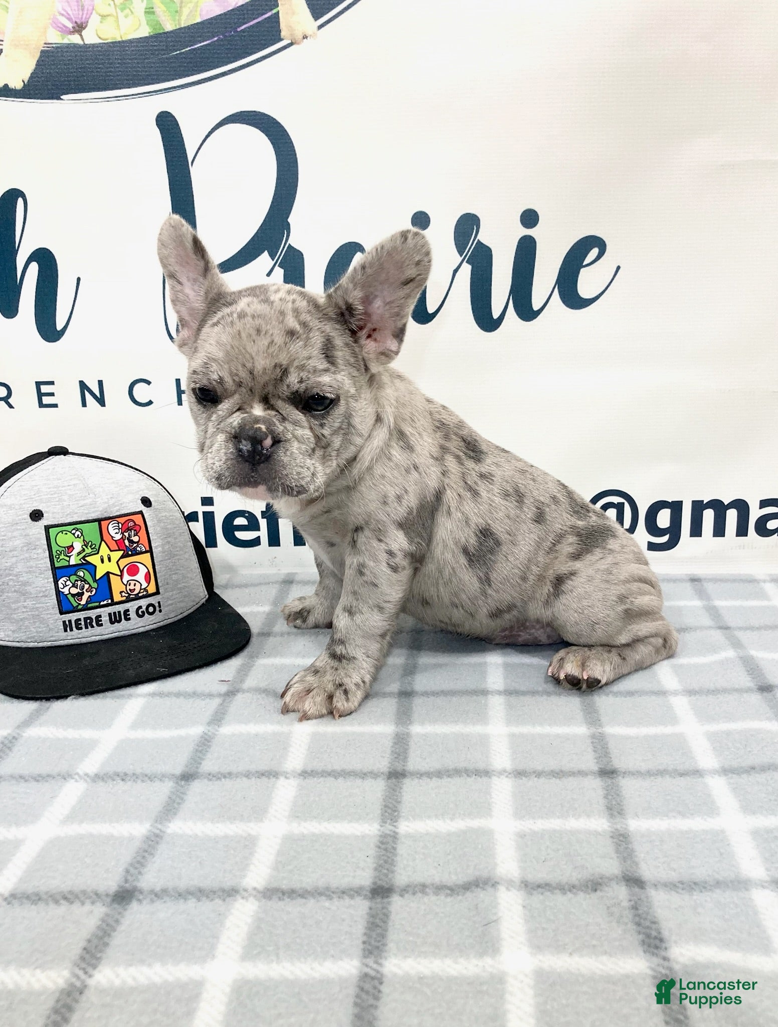 French Bulldog dogs Victor French Bulldog  - Ad 1