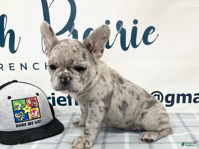French Bulldog dogs for sale: Victor French Bulldog - Ad 1