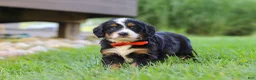 Mini Bernedoodle dogs for sale: Fireball - Ad 5