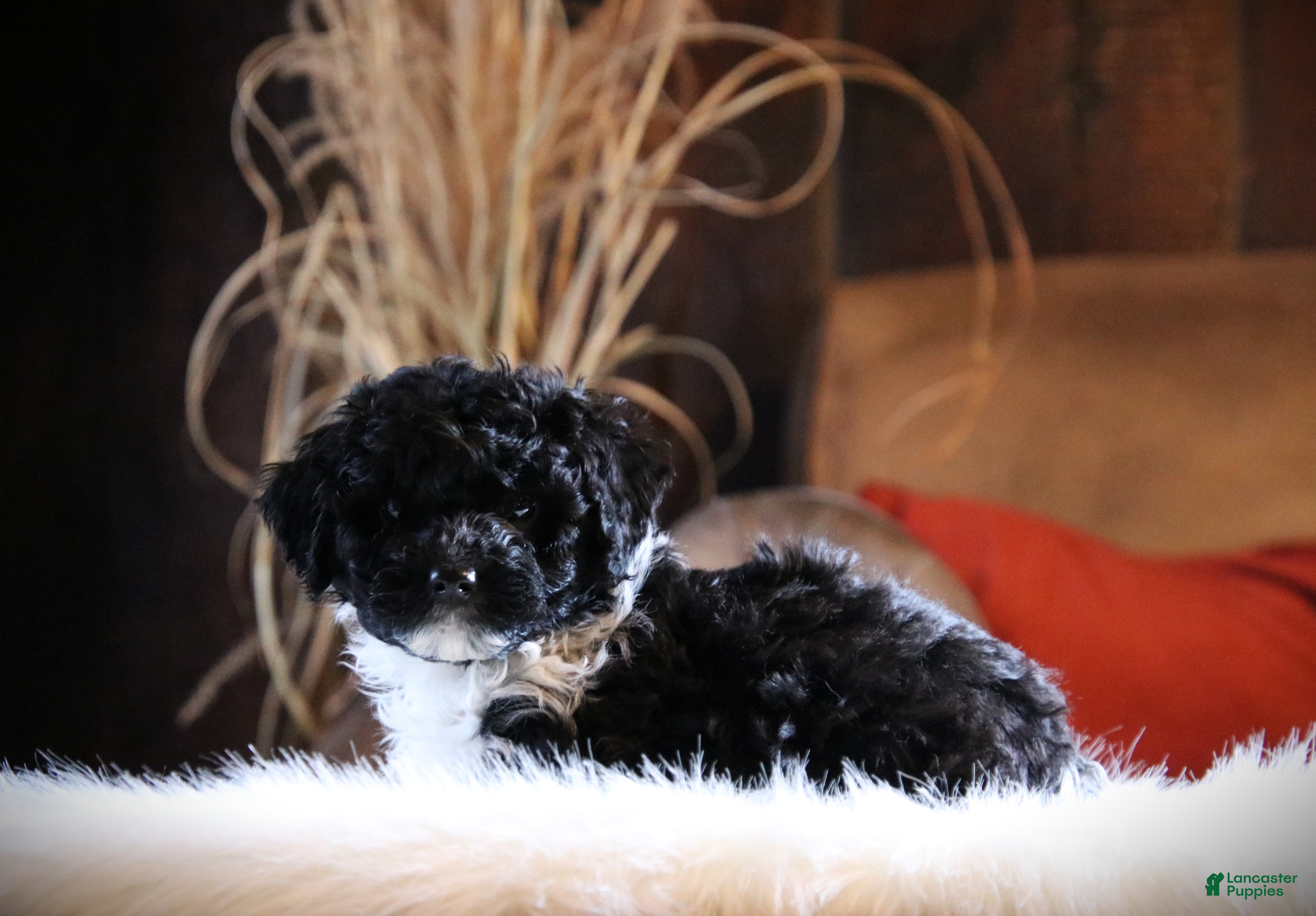 Cockapoo dogs Dazzle - Ad 23