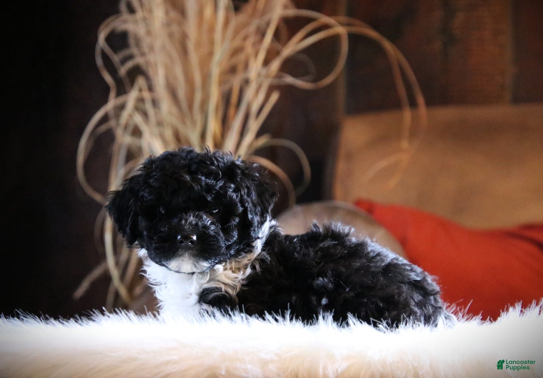 Cockapoo dogs for sale: Dazzle - Ad 1