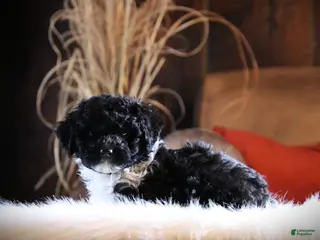 Cockapoo dogs Dazzle - Ad 41