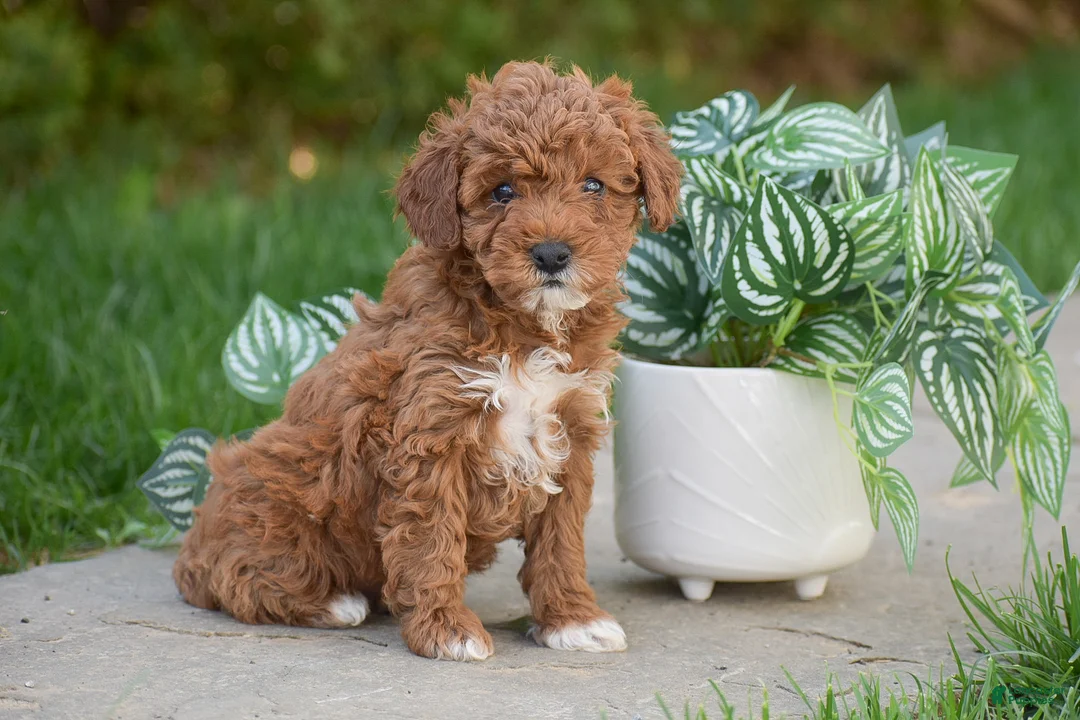 Miniature Poodle dogs for sale: Gianna - Ad 3