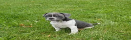 Mixed Breed dogs for sale: Blue Speck - Ad 4