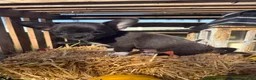 Chihuahua dogs for sale: Archie - Ad 4