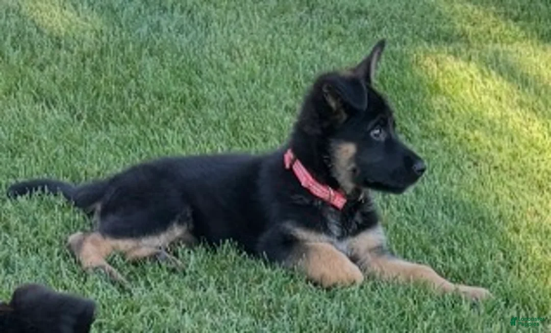 German Shepherd dogs for sale: Flair red collar - Ad 1