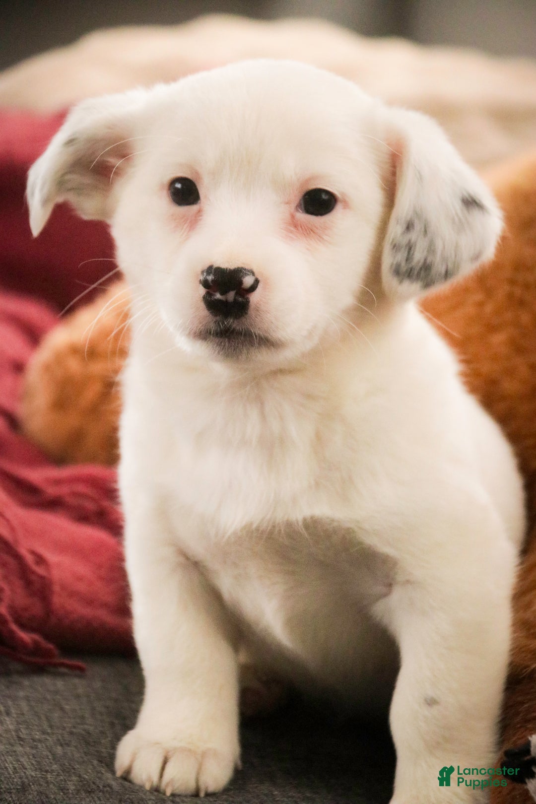 Mixed Breed dogs for sale: Marsha - Ad 5