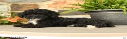 Miniature Poodle dogs for sale: Yelana - Ad 4