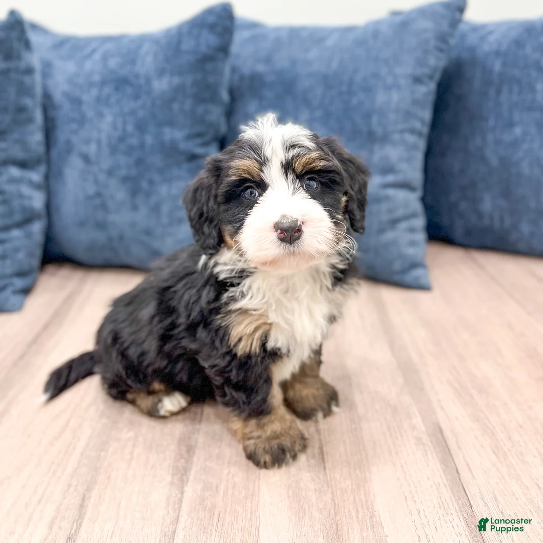 Mini Bernedoodle dogs for sale: Hank - Ad 1