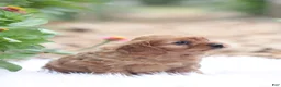 Cavapoo dogs for sale: Sally - Ad 2