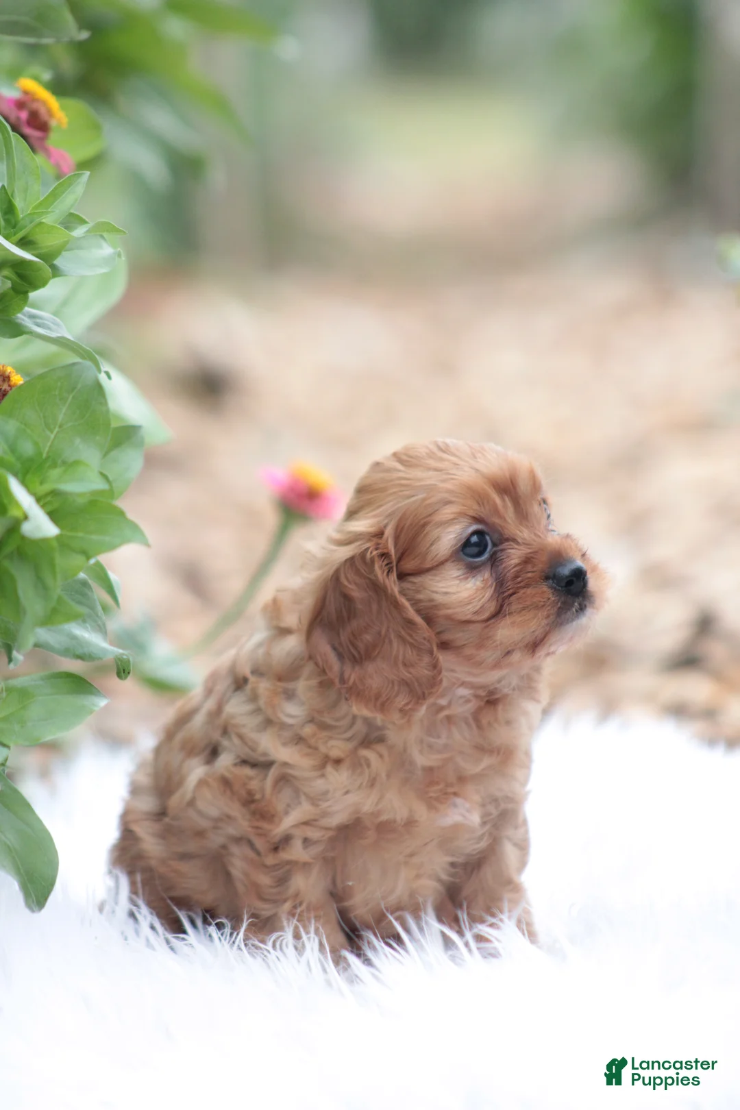 Cavapoo dogs for sale: Sally - Ad 2