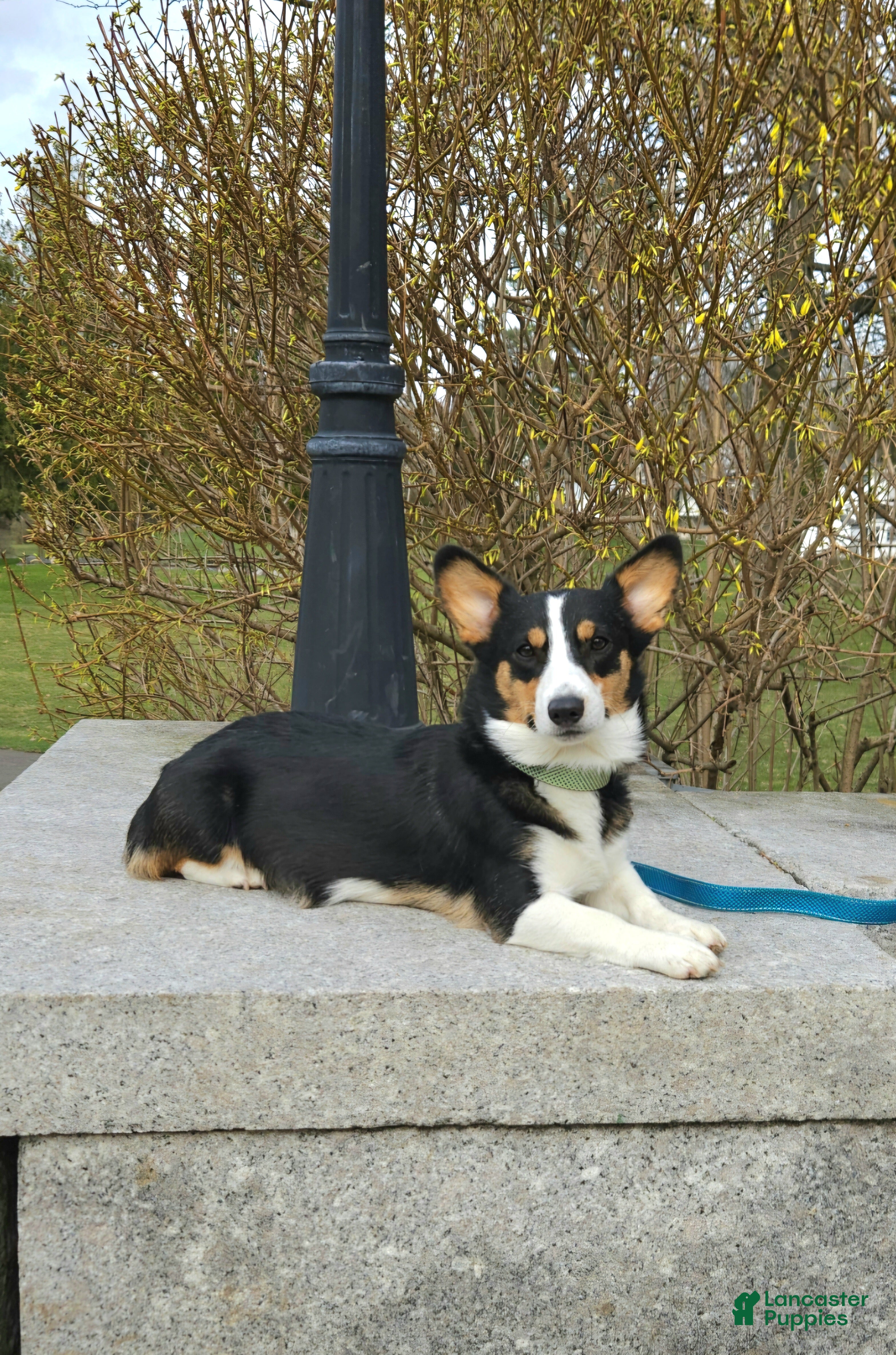 Welsh Corgi Pembroke dogs Cleopatra - Ad 34