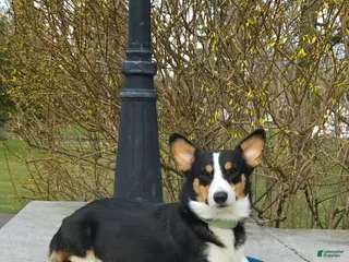 Welsh Corgi Pembroke dogs Cleopatra - Ad 34