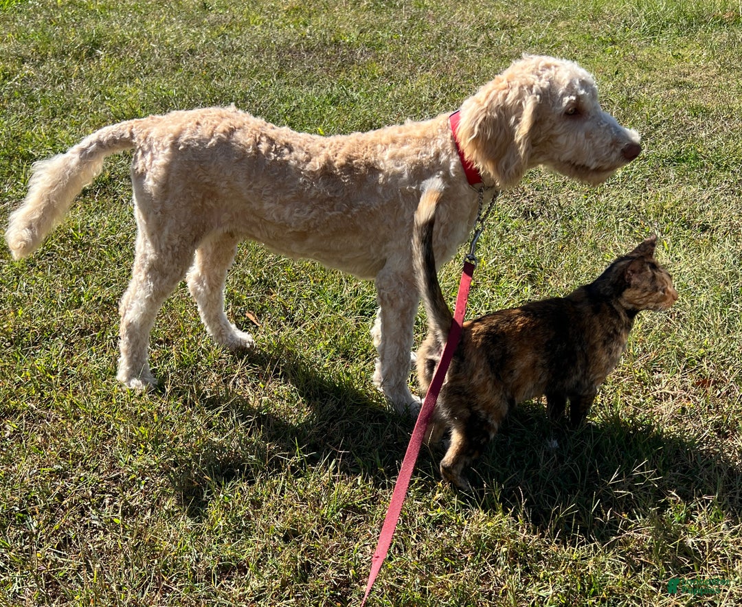 Labradoodle dogs for sale: Waffles - Ad 5