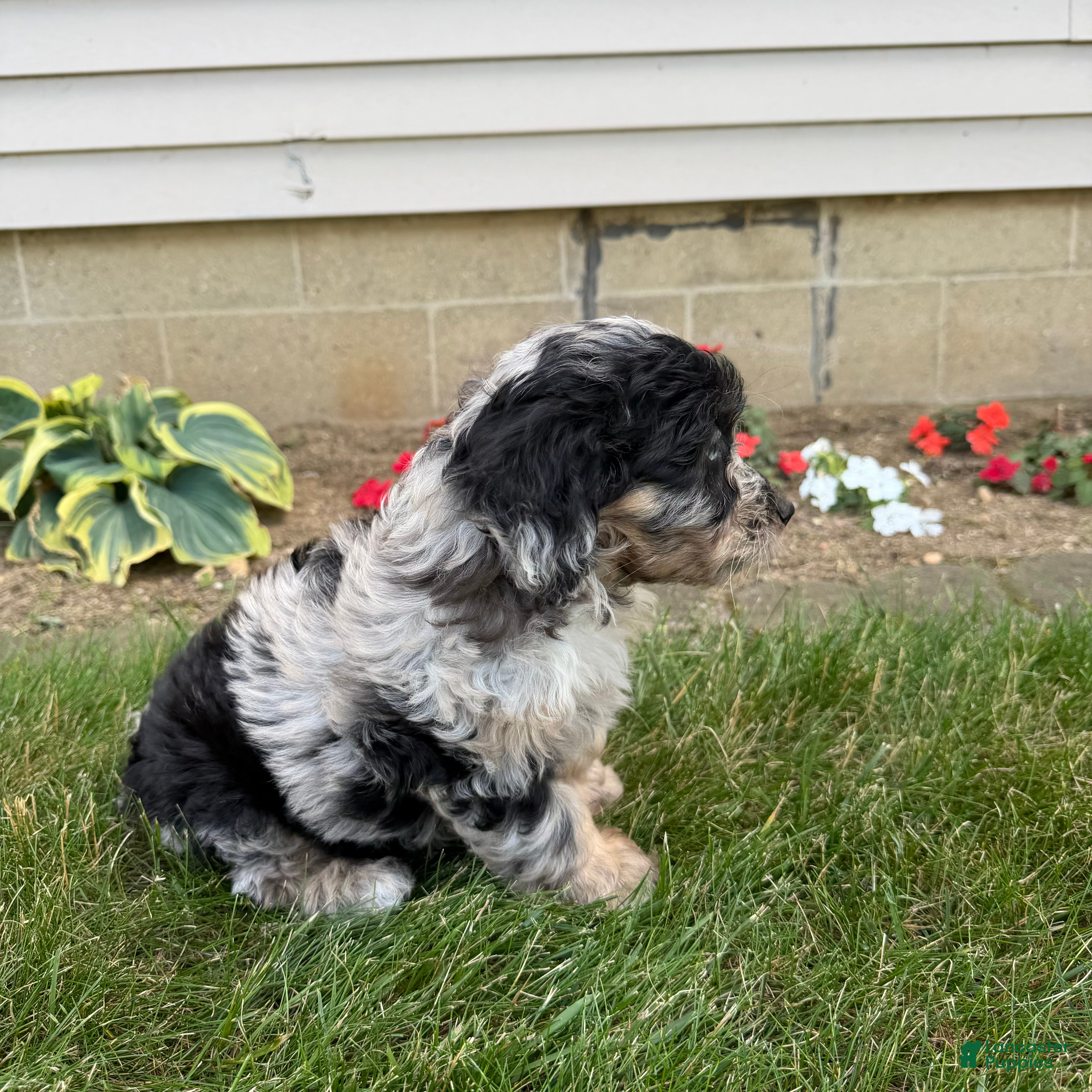 Aussiedoodle dogs Whitney - Ad 2