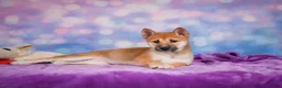 Shiba Inu dogs for sale: Luna - Ad 8